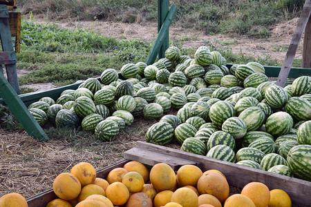 丰收西瓜收集在一堆甜瓜和西中丰收的和大坝直接在田里销售收集在一堆