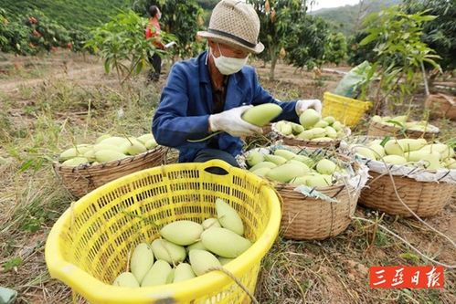 阿东在淘宝直播平台推荐三亚农产品 借力电商平台,抗 疫 发展两不误